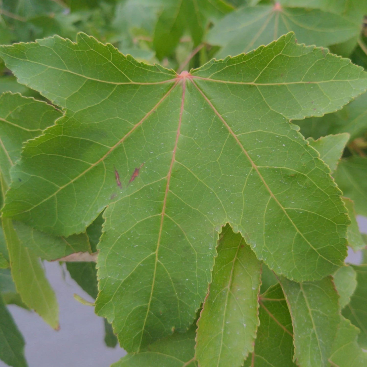 Roots Plants Trees & Shrubs Sweetgum Tree | Liquidambar Styraciflua 5 Roots Plants Trees & Shrubs Sweetgum Tree | Liquidambar Styraciflua