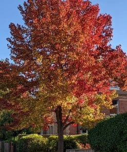 Roots Plants Trees & Shrubs Sweetgum Tree | Liquidambar Styraciflua 10 Roots Plants Trees & Shrubs Sweetgum Tree | Liquidambar Styraciflua