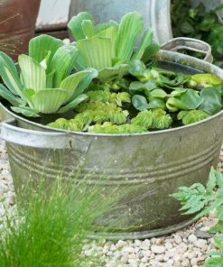 Roots Plants All Pond Plants Pond In A Pot Planting Kit | Oxygenating & Wildlife | Flowers & Structure