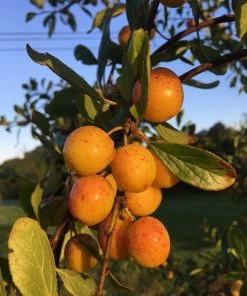 Roots Plants Mirabelle De Nancy Plum Tree
