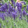 Roots Plants 3x 'Old English Lavender' Plants Perennials 1 Roots Plants 3x 'Old English Lavender' Plants Perennials
