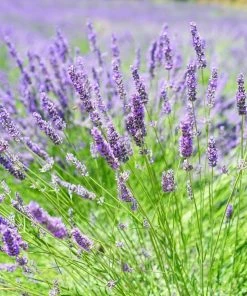 Roots Plants 3x 'Old English Lavender' Plants Perennials