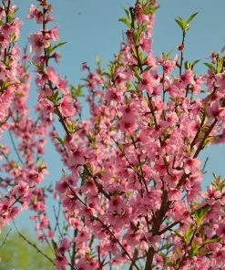 Roots Plants Lord Napier Patio Nectarine Tree 10 Roots Plants Lord Napier Patio Nectarine Tree