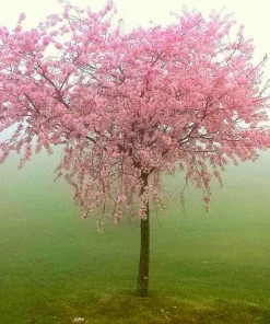 Roots Plants Lord Napier Patio Nectarine Tree 12 Roots Plants Lord Napier Patio Nectarine Tree