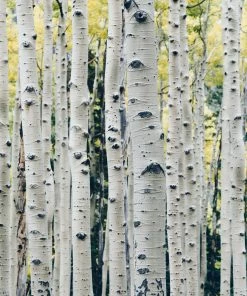 Roots Plants Himalayan Birch Tree | Betula Utilis Jacquemontii