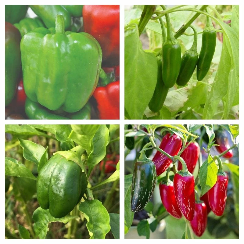 Roots Plants 6 Best Pepper Plants Collection | Growers Choice Chillies & Sweet Peppers 3 Roots Plants 6 Best Pepper Plants Collection | Growers Choice Chillies & Sweet Peppers