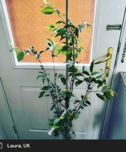 Roots Plants Pink Winter Flowering Cherry Tree | Prunus X Subhirtella 'Autumnalis Rosea'