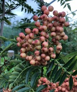 Roots Plants Trees & Shrubs Pink Pagoda Rowan Tree | Sorbus Hupehensis