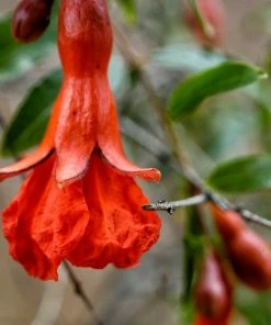 Roots Plants Provence Pomegranate Bush Fruits