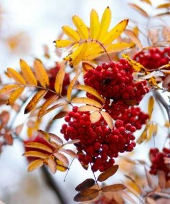 Roots Plants Mountain Ash Rowan Tree | Sorbus Aucuparia Trees & Shrubs 11 Roots Plants Mountain Ash Rowan Tree | Sorbus Aucuparia Trees & Shrubs