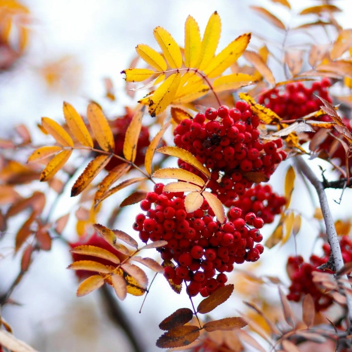 Roots Plants Mountain Ash Rowan Tree | Sorbus Aucuparia Trees & Shrubs 5 Roots Plants Mountain Ash Rowan Tree | Sorbus Aucuparia Trees & Shrubs