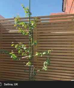 Roots Plants Silver Birch Tree | Betula Pendula Trees & Shrubs 19 Roots Plants Silver Birch Tree | Betula Pendula Trees & Shrubs