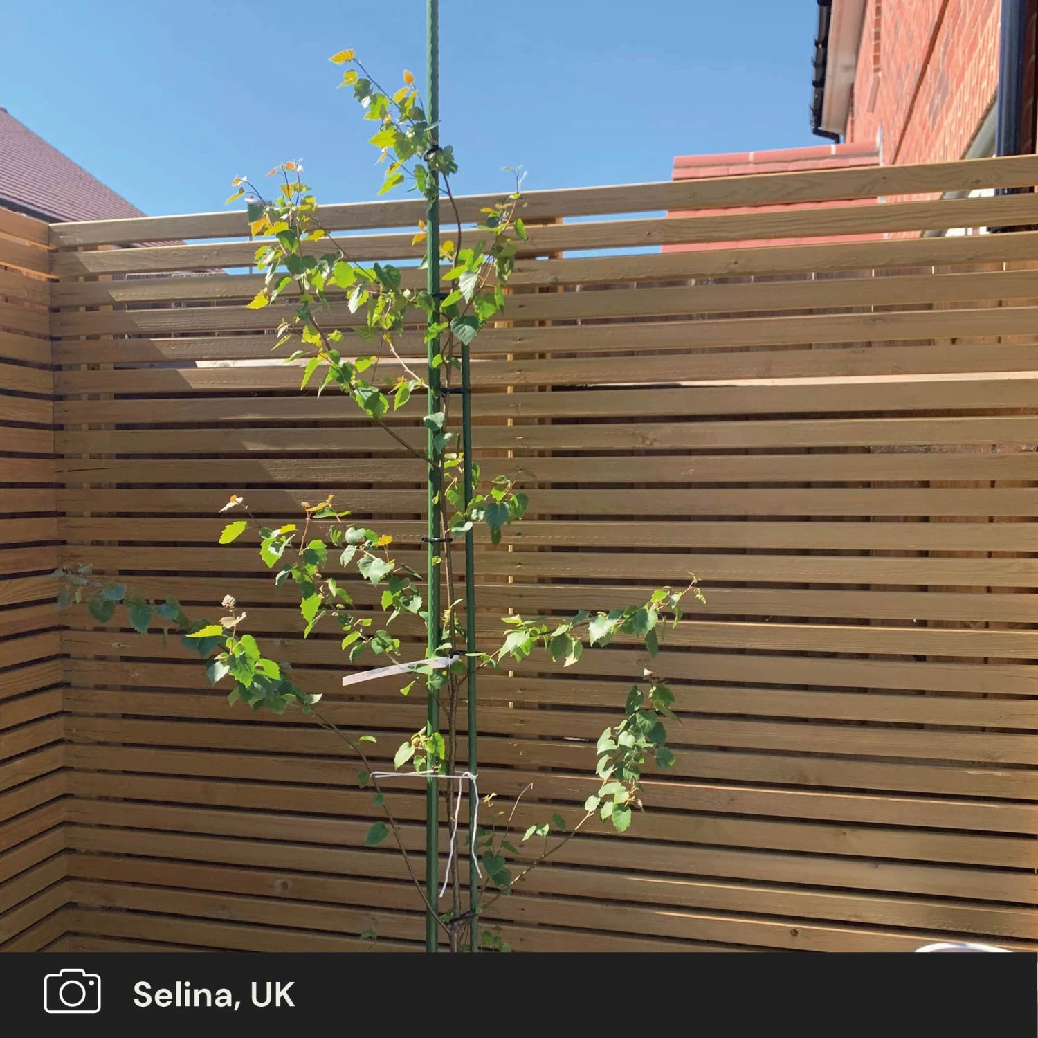 Roots Plants Silver Birch Tree | Betula Pendula Trees & Shrubs 9 Roots Plants Silver Birch Tree | Betula Pendula Trees & Shrubs