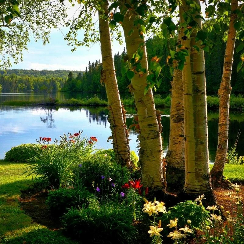 Roots Plants Silver Birch Tree | Betula Pendula Trees & Shrubs 3 Roots Plants Silver Birch Tree | Betula Pendula Trees & Shrubs