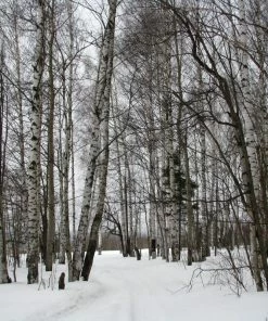 Roots Plants Silver Birch Tree | Betula Pendula Trees & Shrubs 17 Roots Plants Silver Birch Tree | Betula Pendula Trees & Shrubs