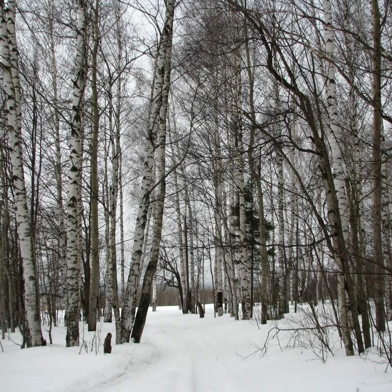 Roots Plants Silver Birch Tree | Betula Pendula Trees & Shrubs 7 Roots Plants Silver Birch Tree | Betula Pendula Trees & Shrubs