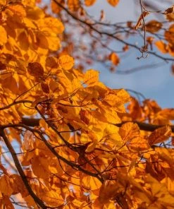 Roots Plants Silver Birch Tree | Betula Pendula Trees & Shrubs 16 Roots Plants Silver Birch Tree | Betula Pendula Trees & Shrubs