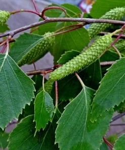 Roots Plants Silver Birch Tree | Betula Pendula Trees & Shrubs 23 Roots Plants Silver Birch Tree | Betula Pendula Trees & Shrubs
