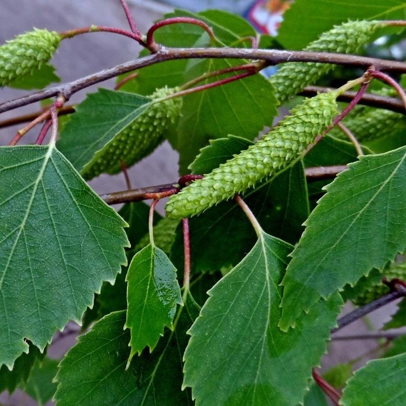 Roots Plants Silver Birch Tree | Betula Pendula Trees & Shrubs 13 Roots Plants Silver Birch Tree | Betula Pendula Trees & Shrubs
