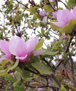 Roots Plants Trees & Shrubs Magnolia 'Soulangeana' | 9cm Pot