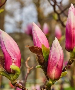 Roots Plants Trees & Shrubs Magnolia 'Soulangeana' | 9cm Pot 8 Roots Plants Trees & Shrubs Magnolia 'Soulangeana' | 9cm Pot