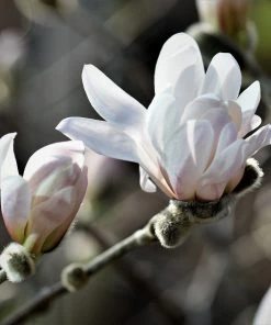 Roots Plants Trees & Shrubs Magnolia 'Stellata' | 9cm Pot
