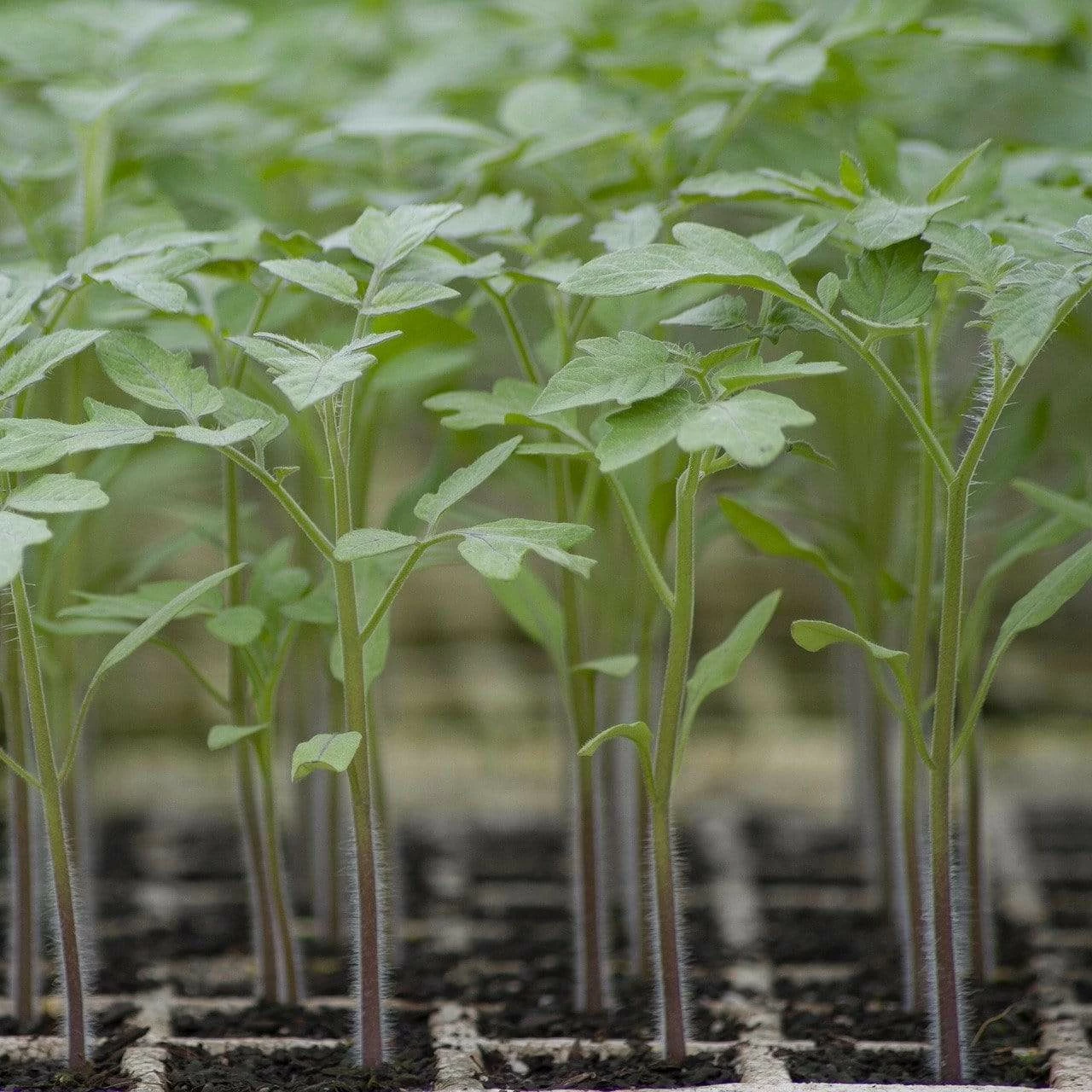 Roots Plants 5 Organic 'Black Russian' Tomato Plants Salad Plants 4 Roots Plants 5 Organic 'Black Russian' Tomato Plants Salad Plants