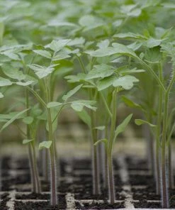 Roots Plants Salad Plants 5 Organic 'Tigerella' Tomato Plants