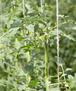 Roots Plants Salad Plants 5 Organic 'Golden Sunrise' Tomato Plants