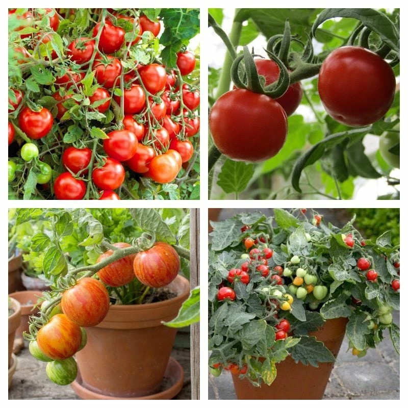 Roots Plants 15 Best Tomato Plants Collection | Growers Choice 3 Roots Plants 15 Best Tomato Plants Collection | Growers Choice