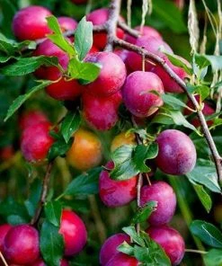 Roots Plants Fruits Victoria Plum Tree