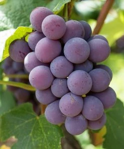 Roots Plants 90cm 'Strawberry' Grape Vine | 3L Pot Fruits