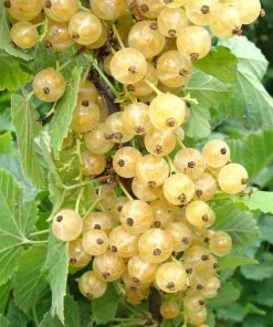 Roots Plants White Versailles' Whitecurrant Plant Fruits