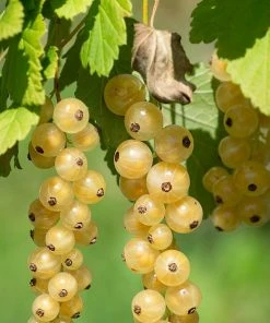 Roots Plants White Versailles' Whitecurrant Plant Fruits