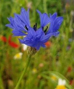 Roots Plants 100 Wildflower Meadow Plug Plants Perennials