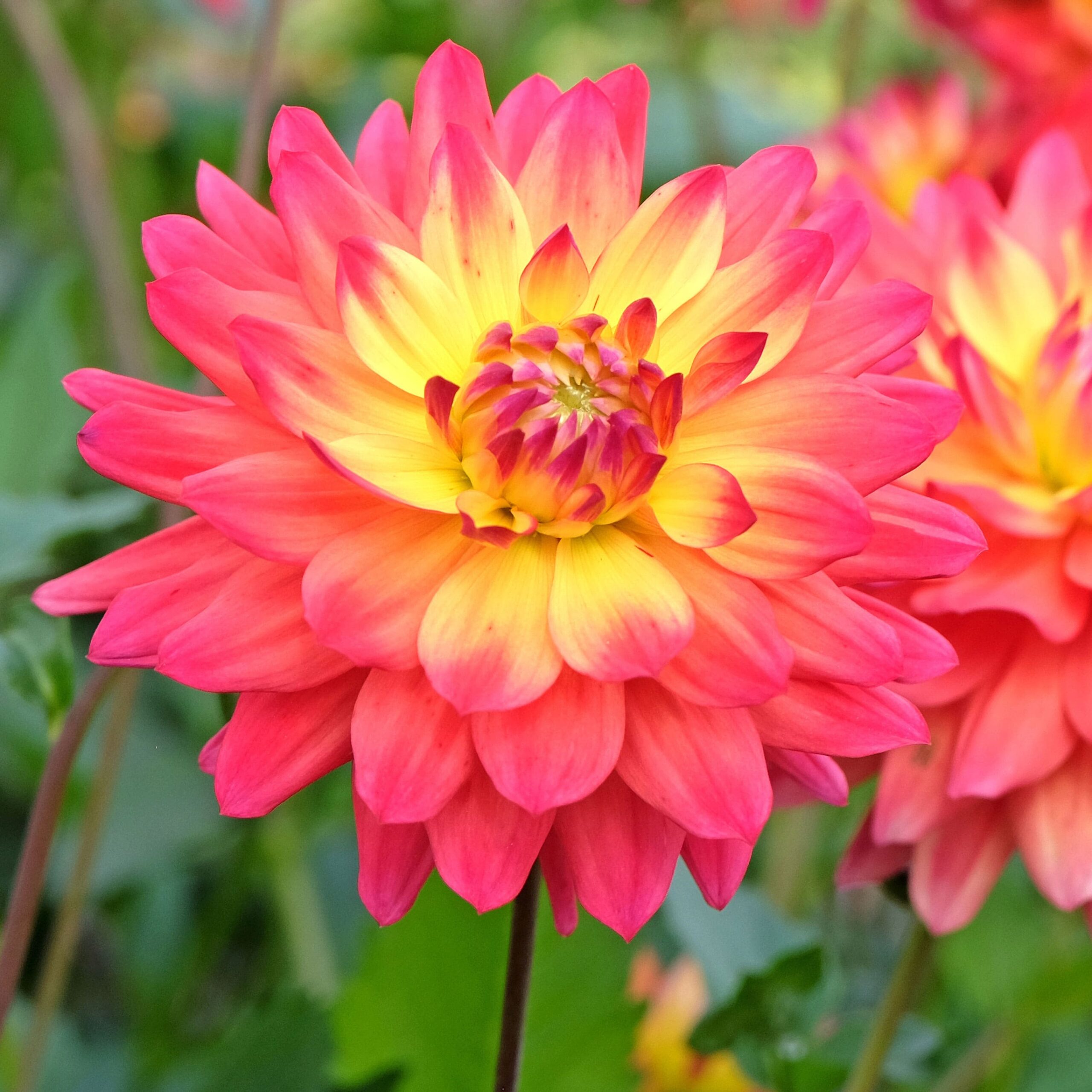 Roots Plants Shop 17 Roots Plants Shop -Roots Plants Shop EdNwm6zEEPJPBBi2zkxgpL min scaled