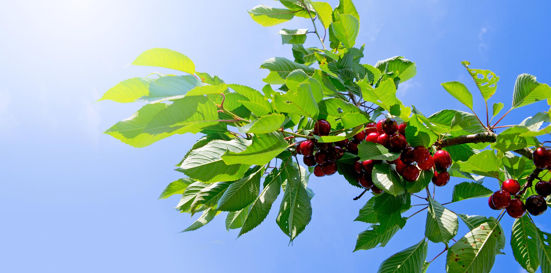 Roots Plants Shop 35 Roots Plants Shop -Roots Plants Shop featuredimage cherry trees