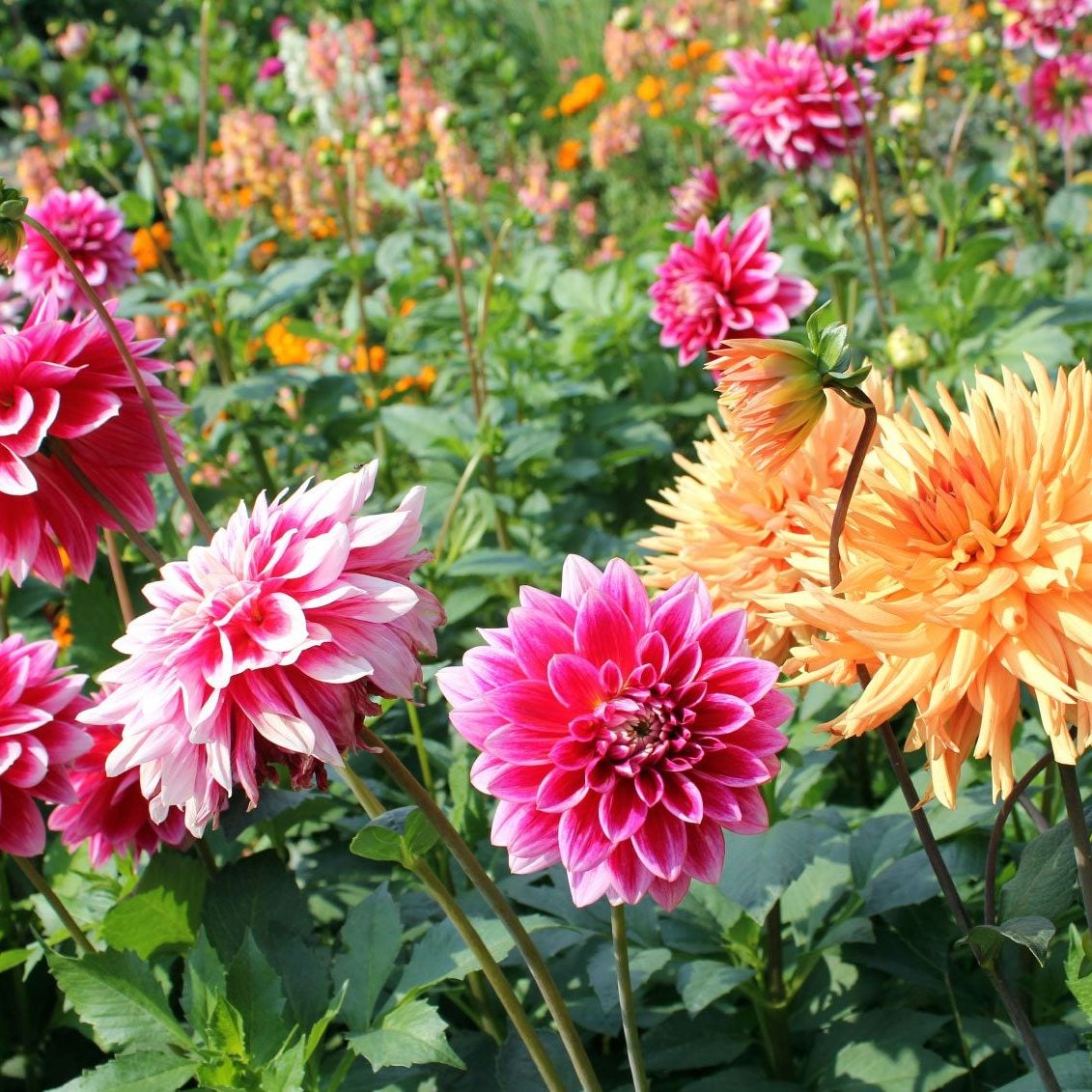 Roots Plants Shop 16 Roots Plants Shop -Roots Plants Shop